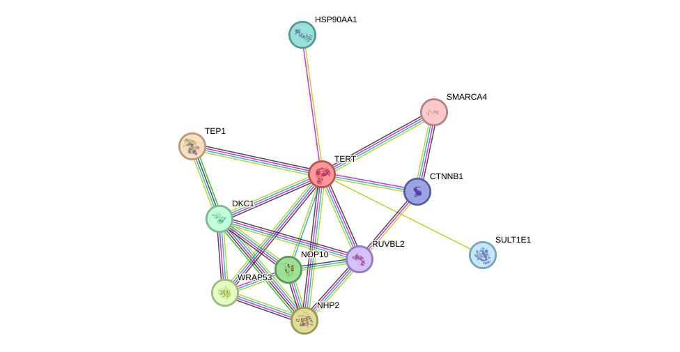 Protein-Protein network diagram for TERT