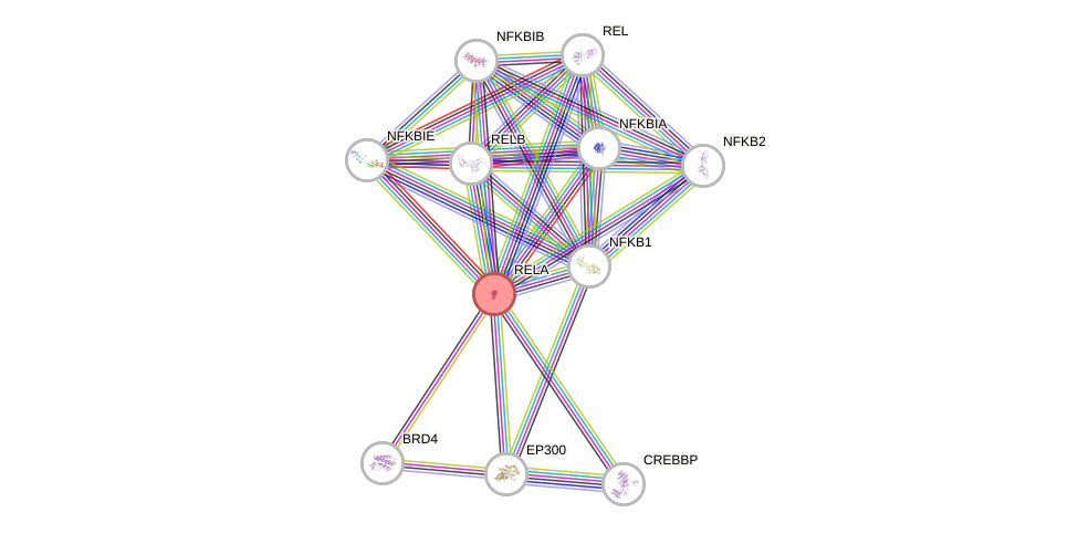 Protein-Protein network diagram for RELA