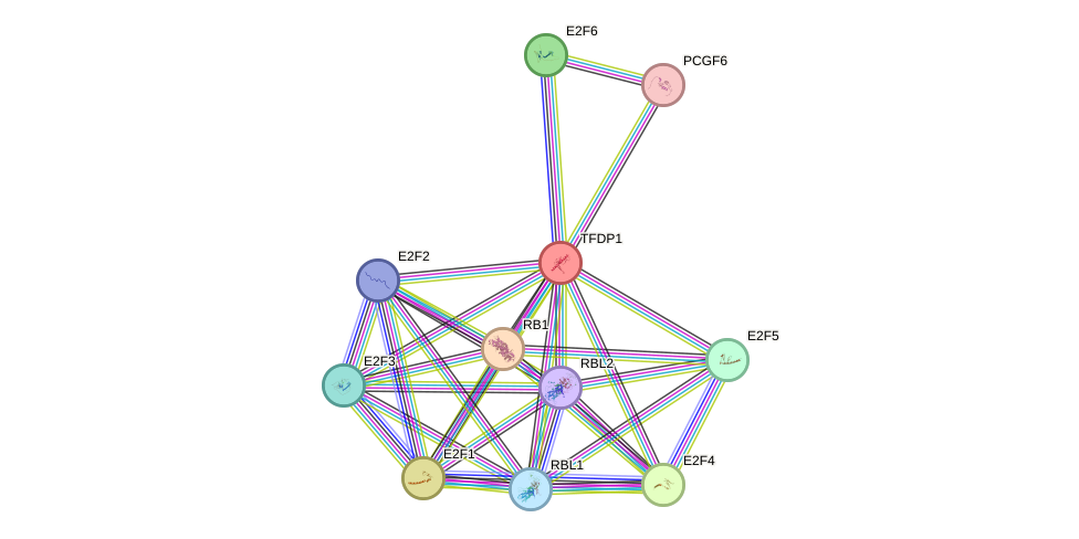 Protein-Protein network diagram for TFDP1