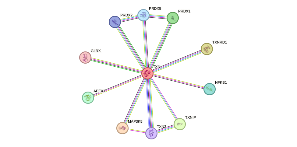 Protein-Protein network diagram for TXN