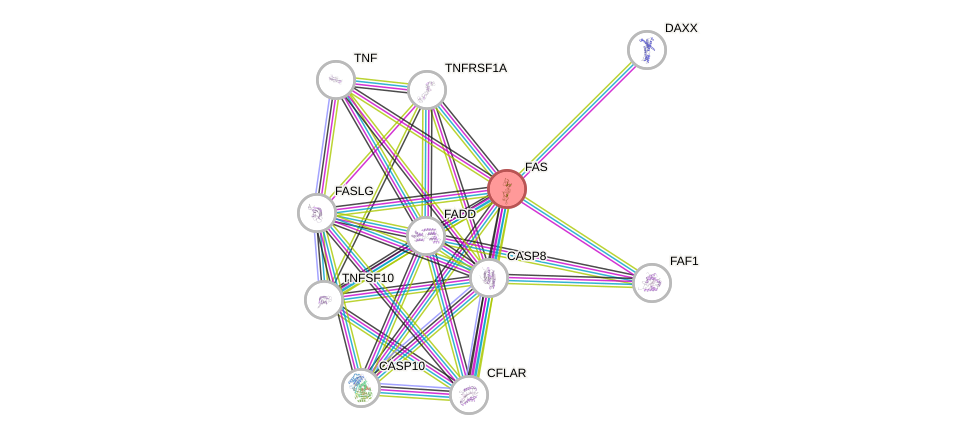 Protein-Protein network diagram for FAS