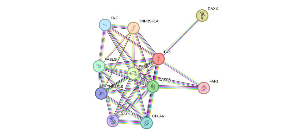 Protein-Protein network diagram for FAS