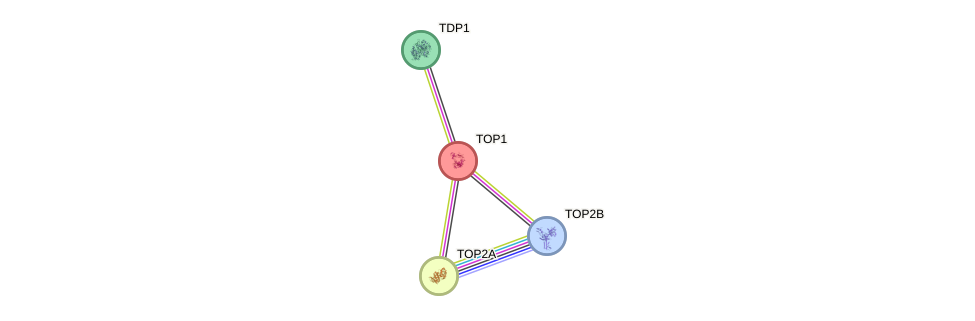 Protein-Protein network diagram for TOP1