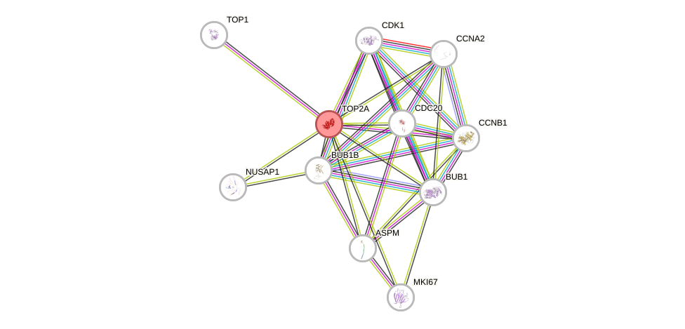 Protein-Protein network diagram for TOP2A