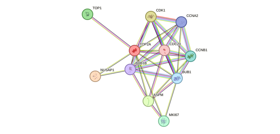Protein-Protein network diagram for TOP2A