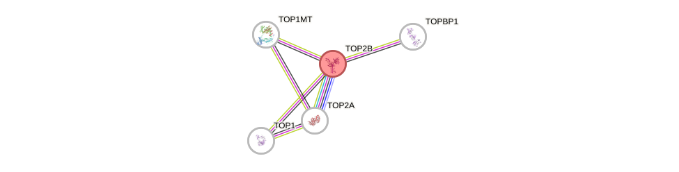 Protein-Protein network diagram for TOP2B