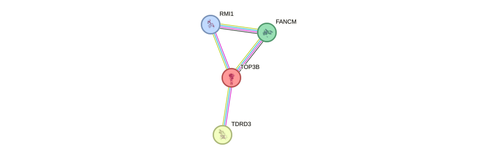 Protein-Protein network diagram for TOP3B