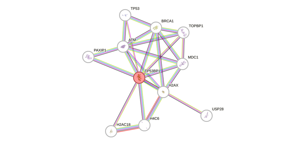 Protein-Protein network diagram for TP53BP1