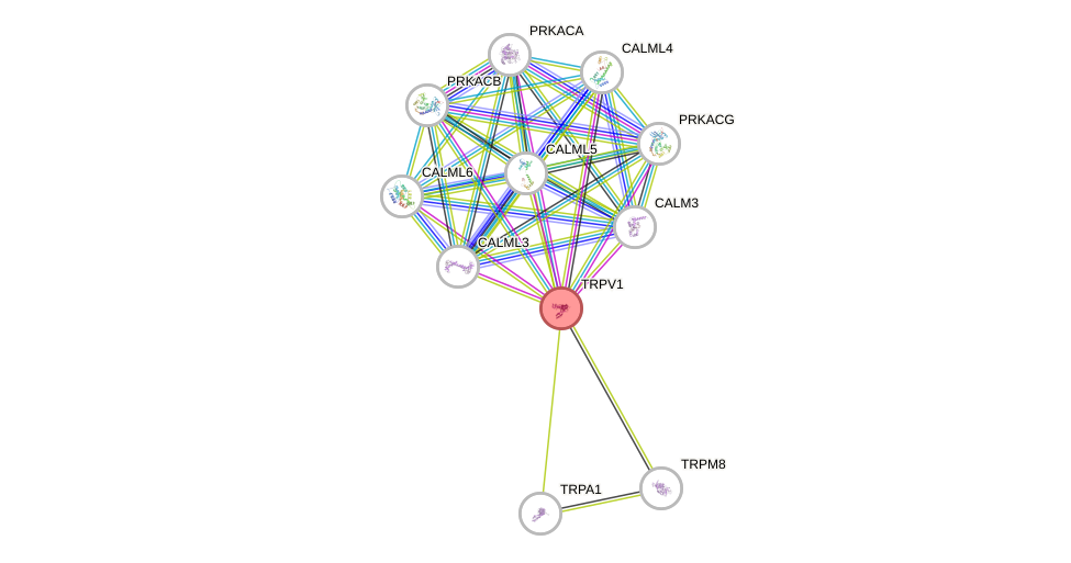 Protein-Protein network diagram for TRPV1
