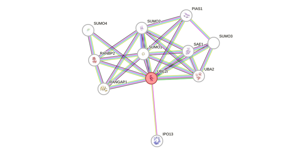 Protein-Protein network diagram for UBE2I
