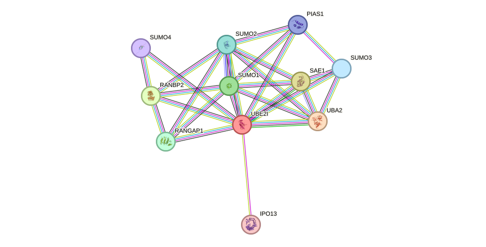 Protein-Protein network diagram for UBE2I