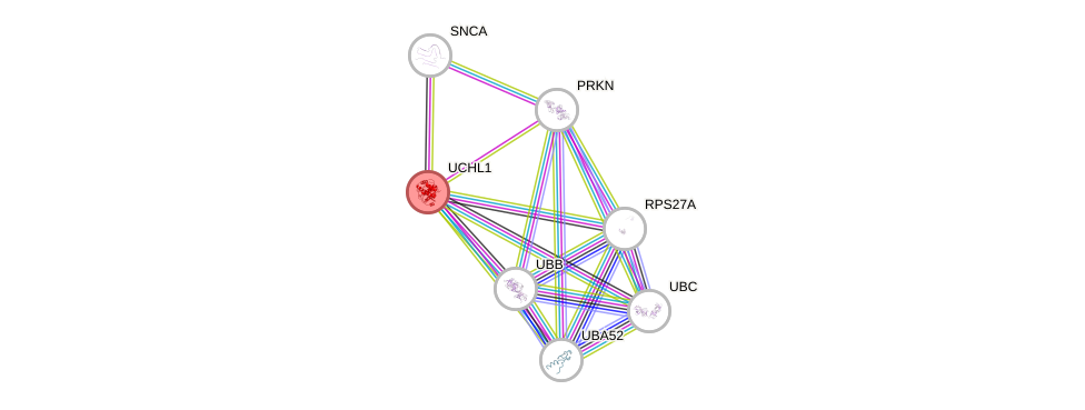 Protein-Protein network diagram for UCHL1