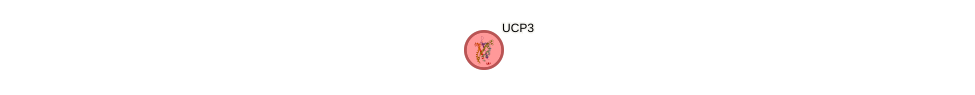 Protein-Protein network diagram for UCP3