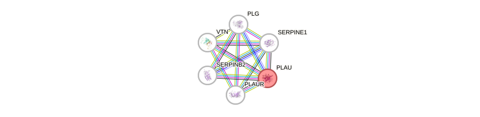 Protein-Protein network diagram for PLAU