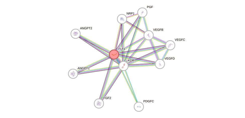Protein-Protein network diagram for FLT1