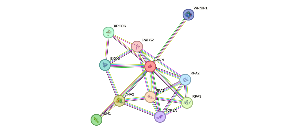 Protein-Protein network diagram for WRN