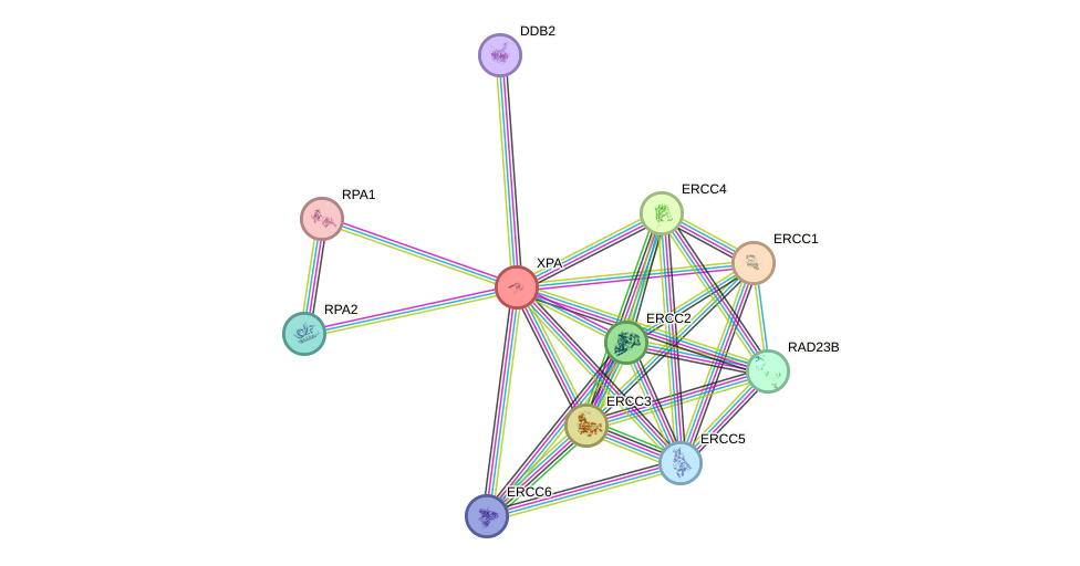Protein-Protein network diagram for XPA