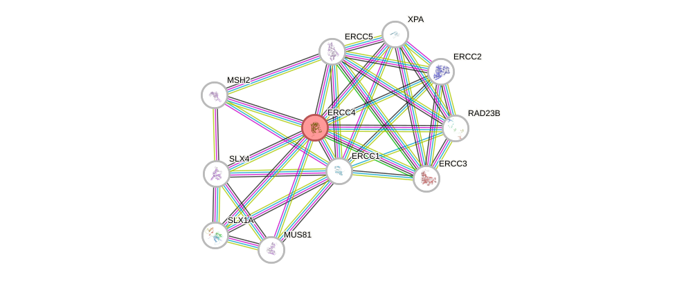 Protein-Protein network diagram for ERCC4