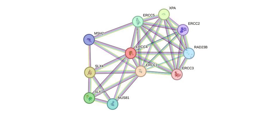 Protein-Protein network diagram for ERCC4
