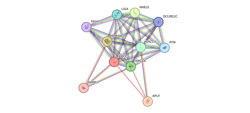 Protein-Protein network diagram for XRCC5