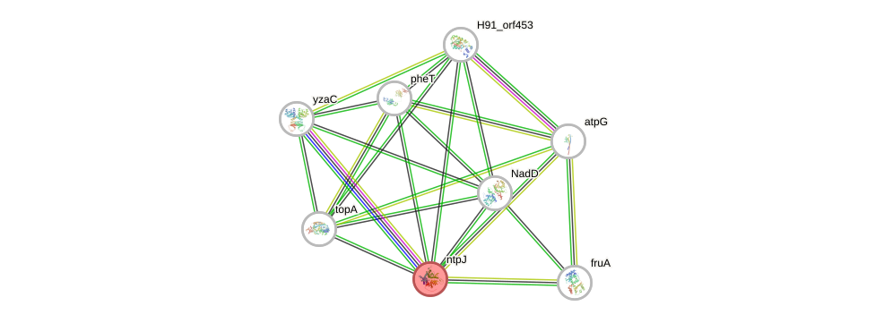 STRING of Mpn460