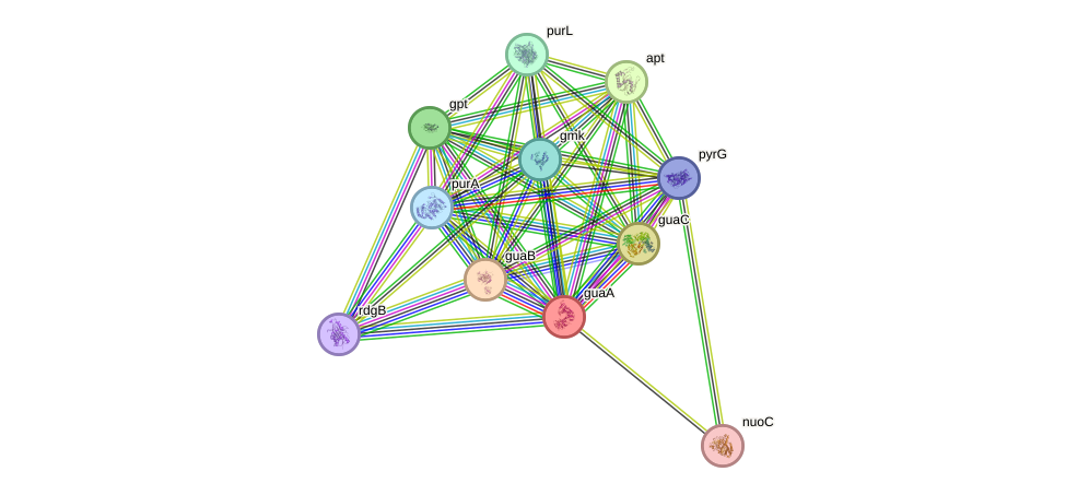 STRING protein interaction network