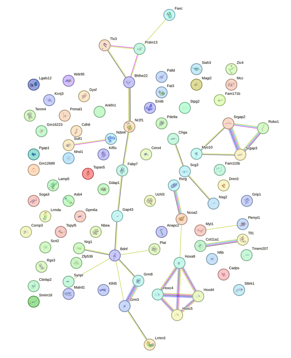 StringDB image