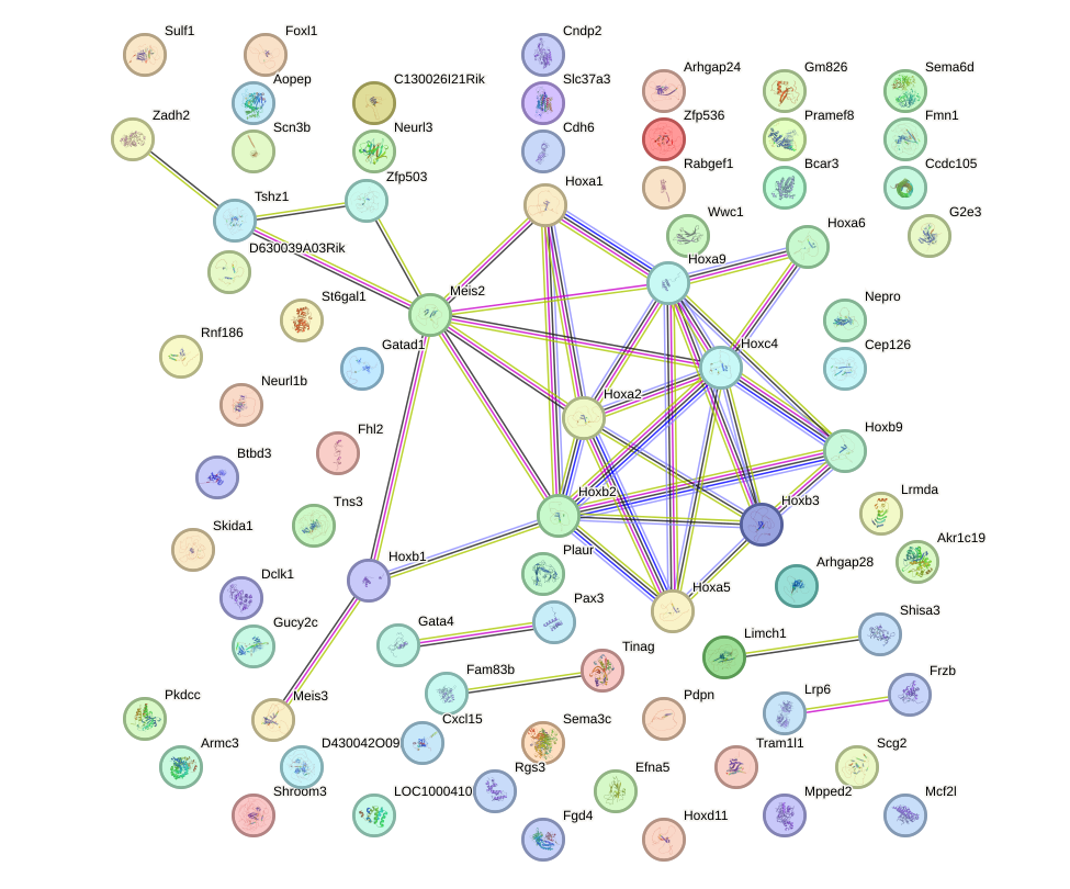 StringDB image