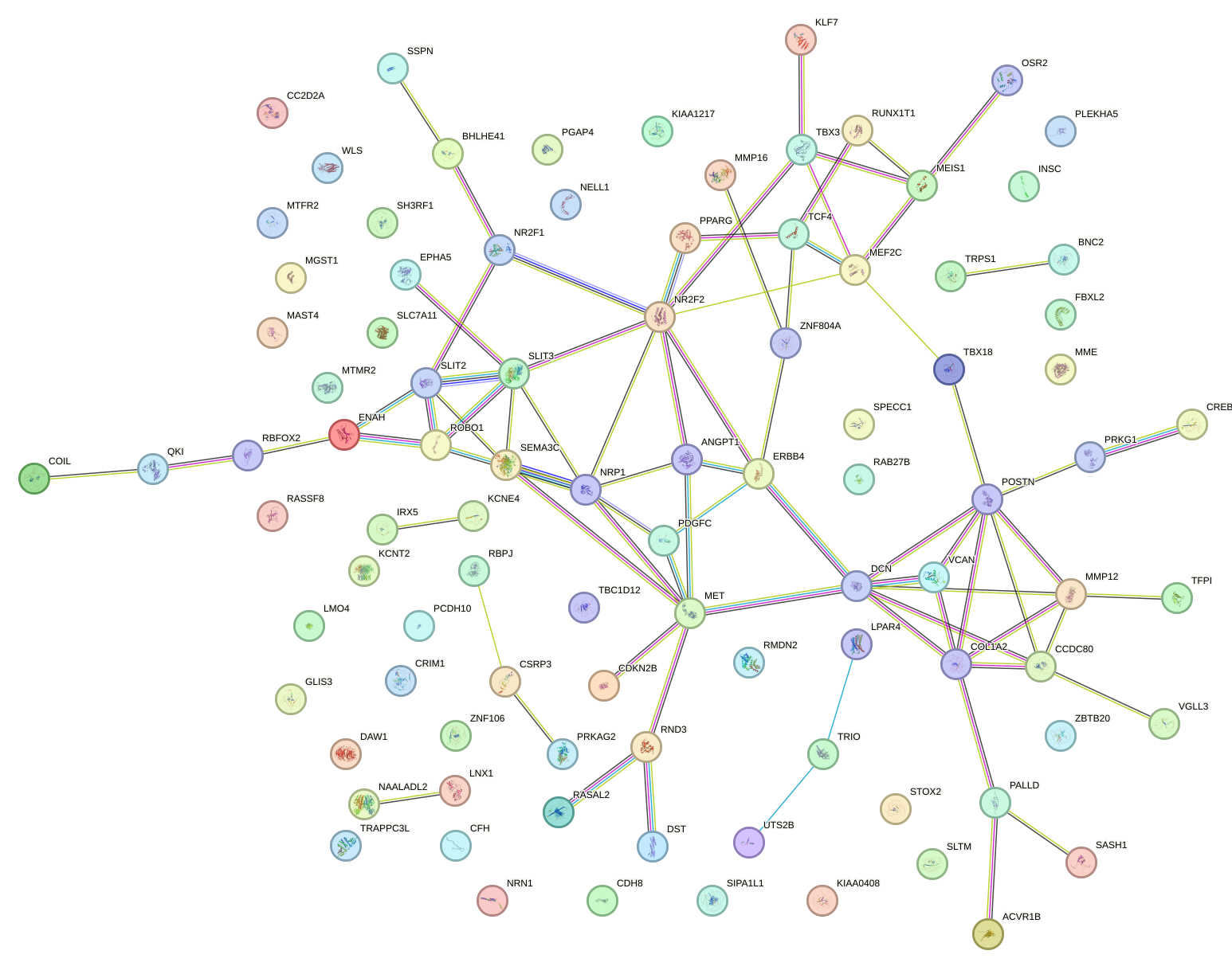 StringDB image