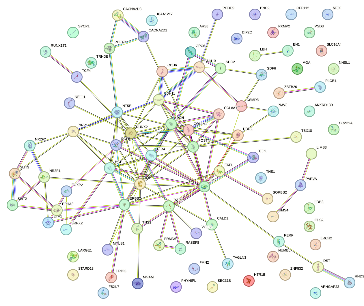 StringDB image