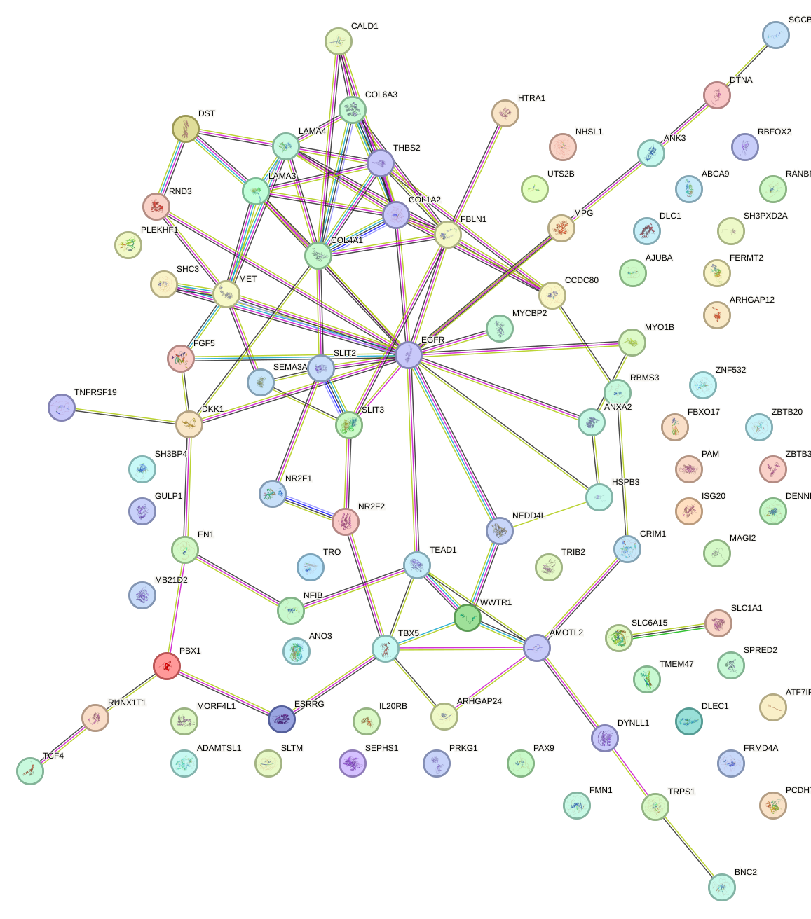 StringDB image