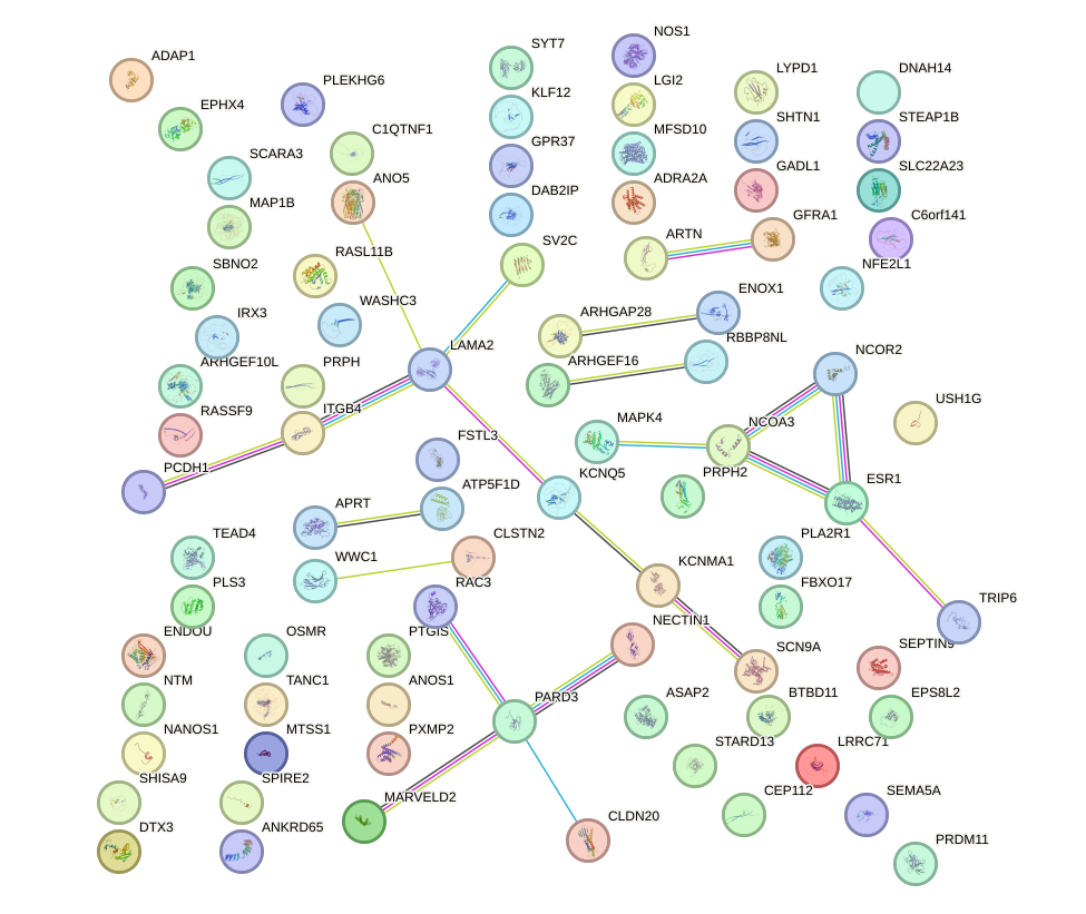 StringDB image