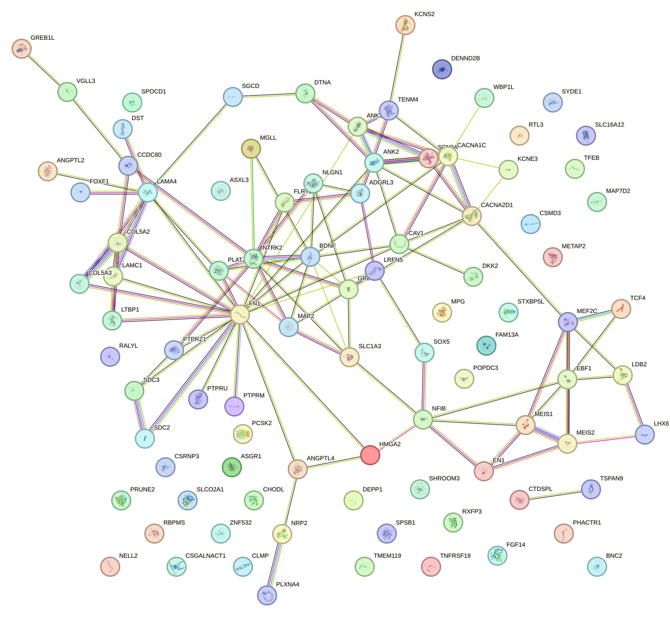 StringDB image