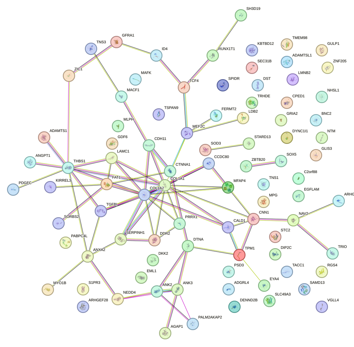 StringDB image