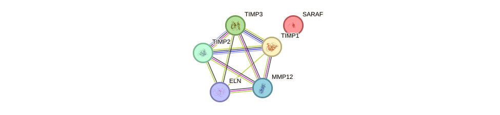 MMP12 Gene - GeneCards, MMP12 Protein