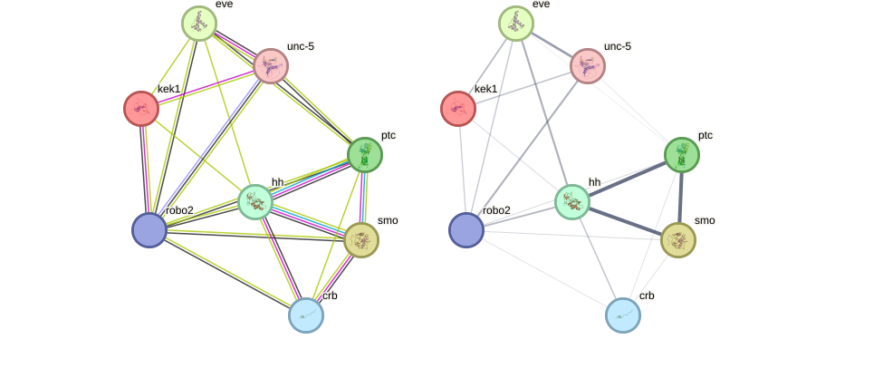 evidece/confidence networks