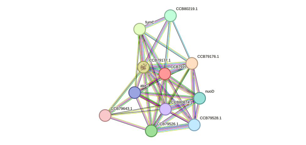 STRING protein interaction network