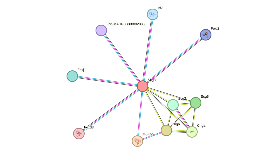 STRING protein interaction network