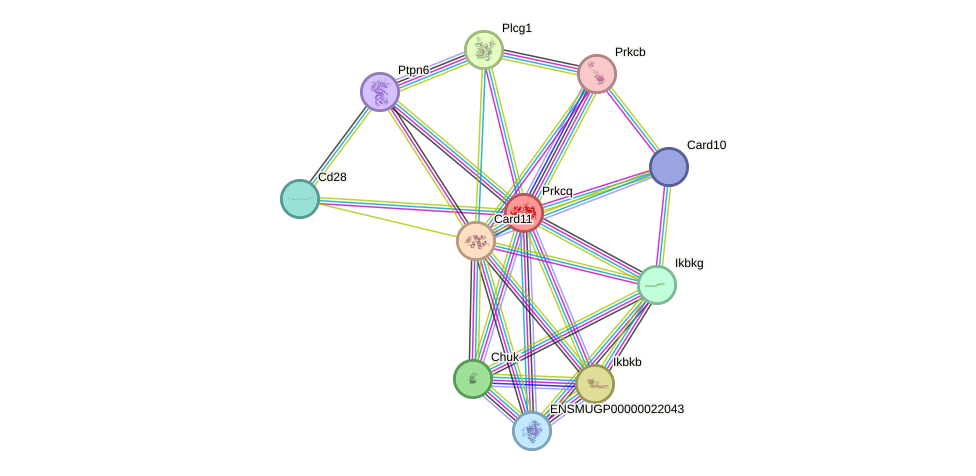 STRING protein interaction network