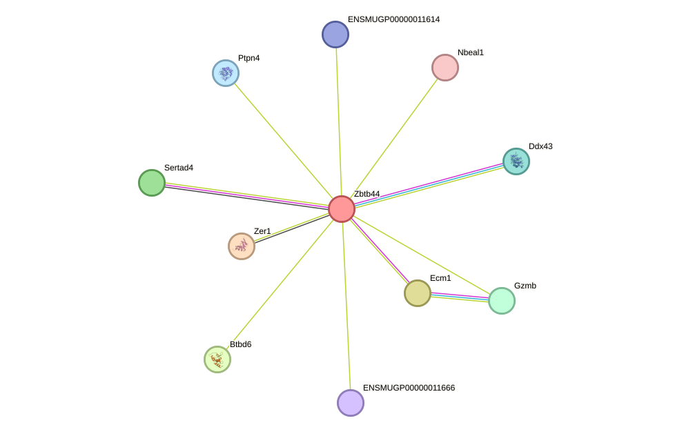 STRING protein interaction network