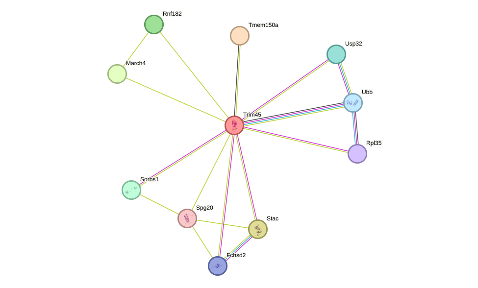 STRING protein interaction network