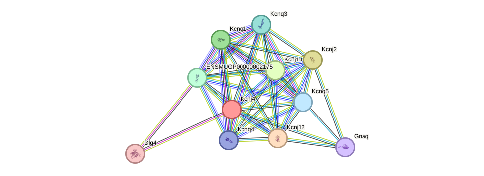 STRING protein interaction network