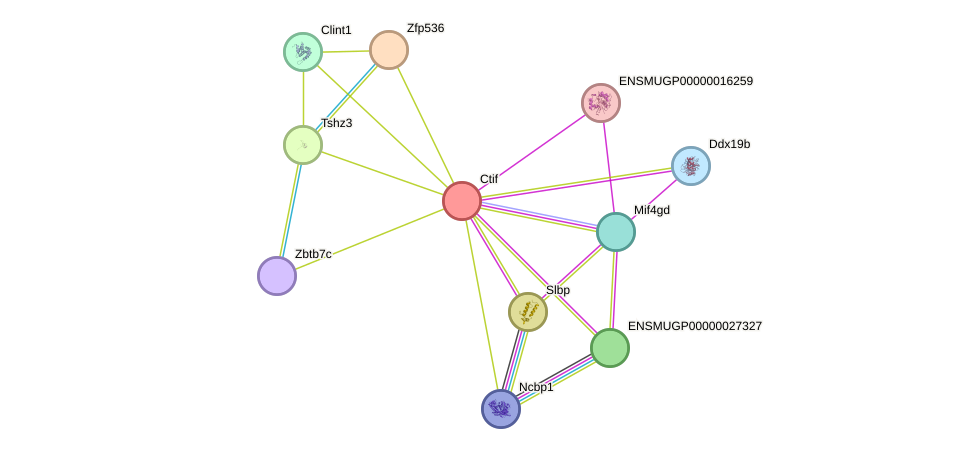 STRING protein interaction network