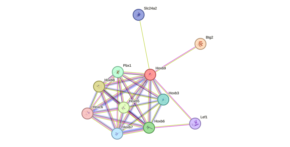 STRING protein interaction network