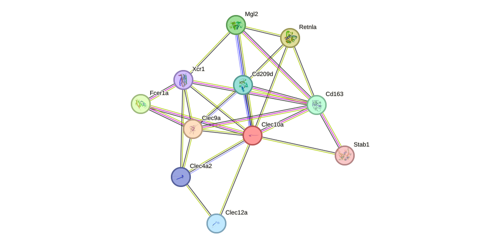 STRING protein interaction network