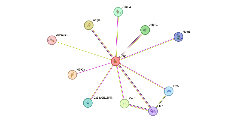 STRING protein interaction network