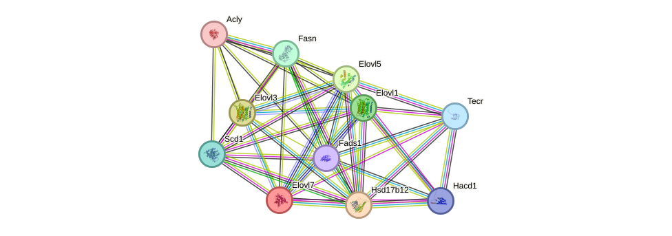 STRING protein interaction network