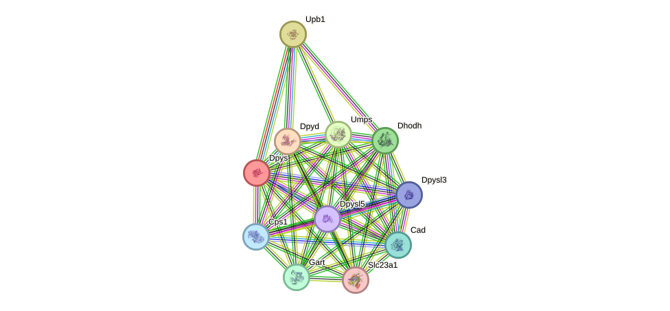 STRING protein interaction network