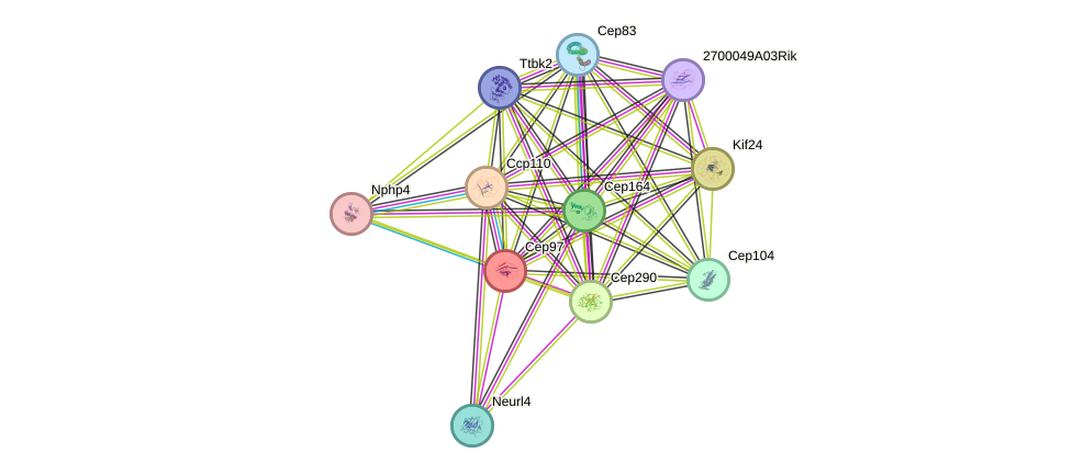 STRING protein interaction network