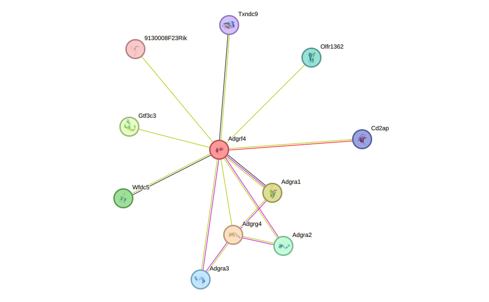 STRING protein interaction network